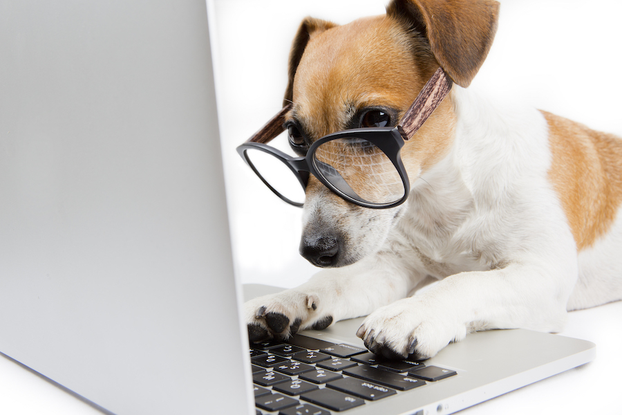 dog with glasses typing on laptop